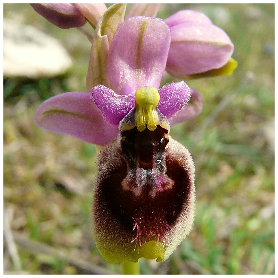 Ophrys Tenthredinifera......